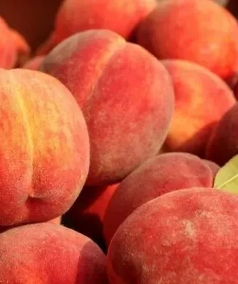 персик сорта Сказка