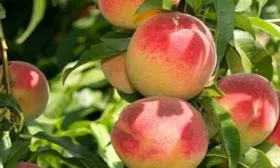 персик Уралец