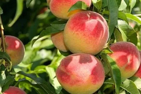 персик Уралец