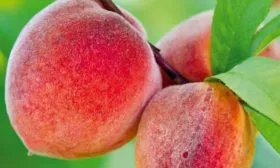 плоды Уральца на ветке