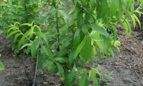 выращивание персика Уралец