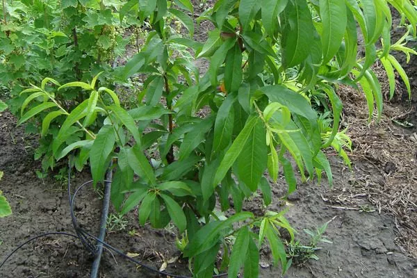 выращивание персика Уралец