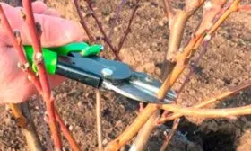 обрезка персика Уралец