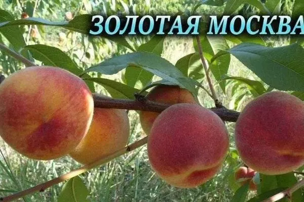 персик сорта Золотая Москва