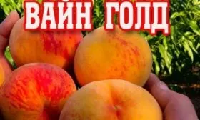 Персик Вайн Голд (Тардив Т-3)