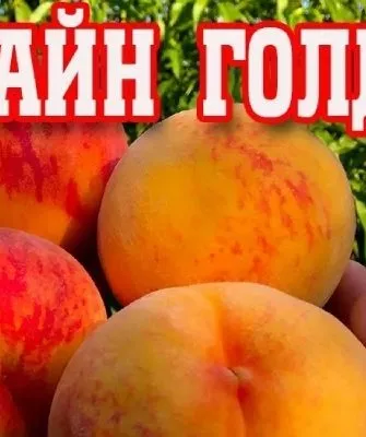 Персик Вайн Голд (Тардив Т-3)