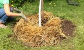 Персик Вайн Голд (Тардив Т-3) мульчирование саженца