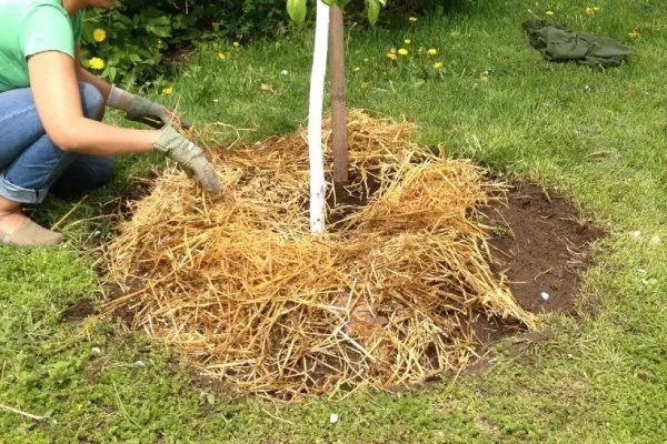 Персик Вайн Голд (Тардив Т-3) мульчирование саженца