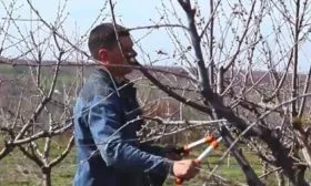 Персик Вайн Голд (Тардив Т-3) обрезка персиков