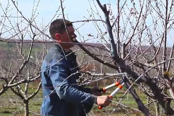 Персик Вайн Голд (Тардив Т-3) обрезка персиков