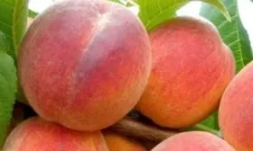 Персик Вайн Голд (Тардив Т-3) описание плода