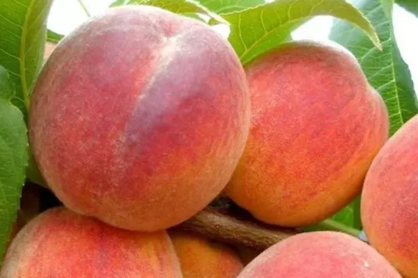 Персик Вайн Голд (Тардив Т-3) описание плода