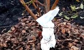 Персик Вайн Голд (Тардив Т-3) подготовка к зимовке