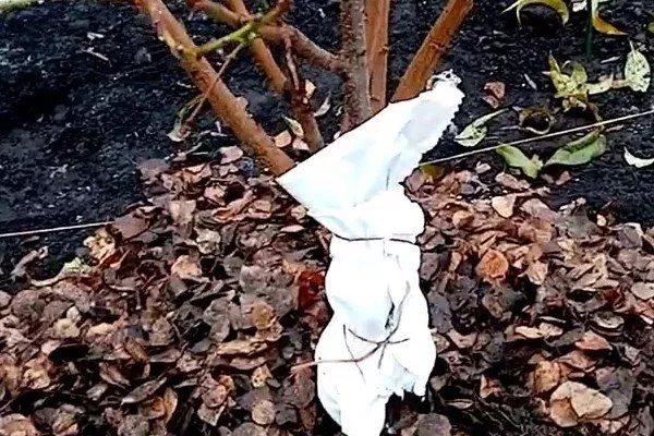 Персик Вайн Голд (Тардив Т-3) подготовка к зимовке