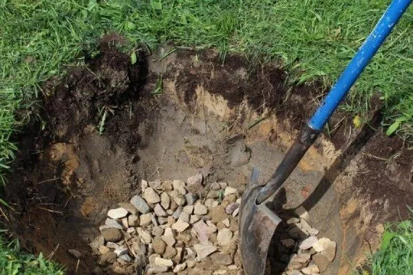 Персик Вайн Голд (Тардив Т-3) подготовка посадочный ямы