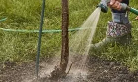 Персик Вайн Голд (Тардив Т-3) полив персиков
