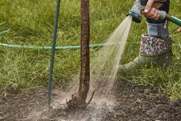 Персик Вайн Голд (Тардив Т-3) полив персиков