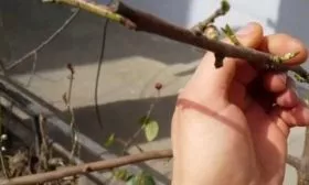 Персик Вайн Голд (Тардив Т-3) размножение - Прививка под крону