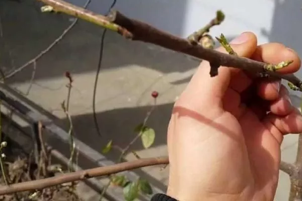 Персик Вайн Голд (Тардив Т-3) размножение - Прививка под крону