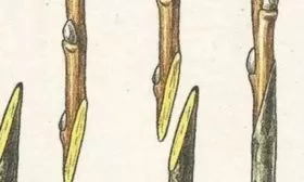 Персик Вайн Голд (Тардив Т-3) размножение - Прививка с одинаковым углом среза