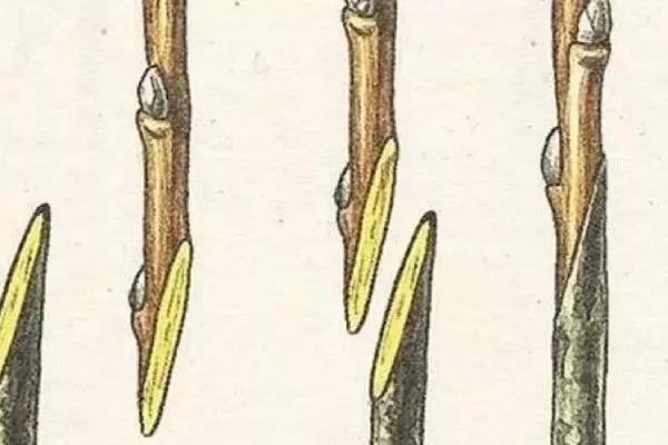 Персик Вайн Голд (Тардив Т-3) размножение - Прививка с одинаковым углом среза