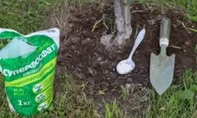 Персик Вайн Голд (Тардив Т-3) удобрение персиков