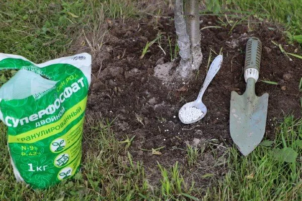 Персик Вайн Голд (Тардив Т-3) удобрение персиков