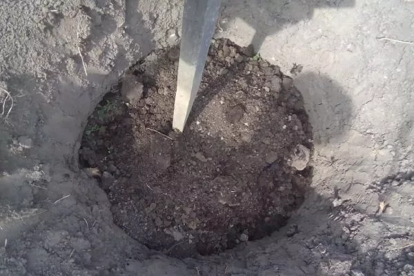 Персик Вайн Голд (Тардив Т-3) установка кола в яму