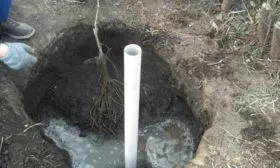 Персик Вайн Голд (Тардив Т-3) установка саженца