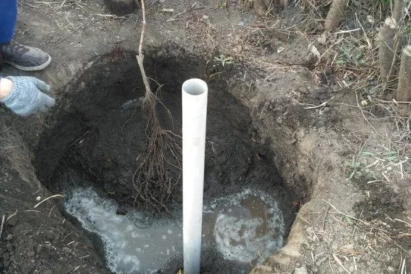 Персик Вайн Голд (Тардив Т-3) установка саженца