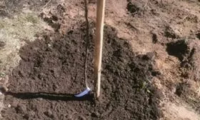 Персик Вайн Голд (Тардив Т-3) утрамбовка