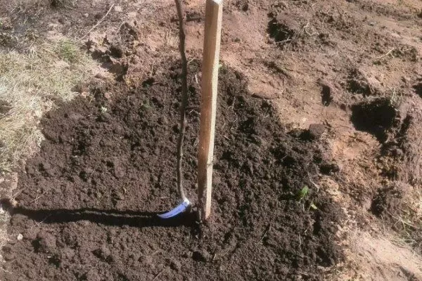 Персик Вайн Голд (Тардив Т-3) утрамбовка