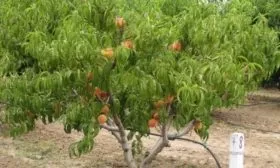 Персик Вайн Голд (Тардив Т-3) Внешний вид дерева