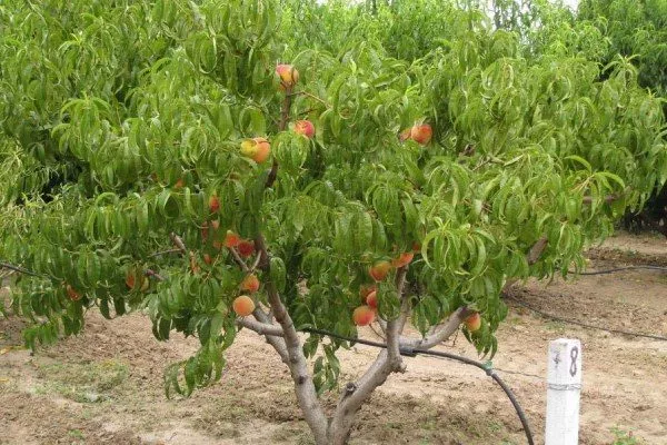 Персик Вайн Голд (Тардив Т-3) Внешний вид дерева