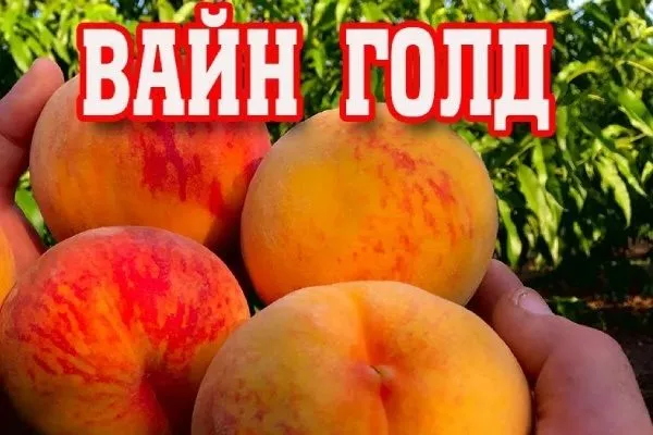 Персик Вайн Голд (Тардив Т-3)