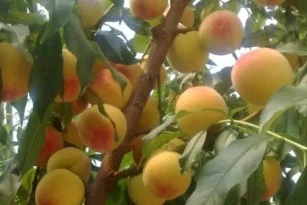 персик Ветеран