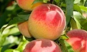 персик Воронежский