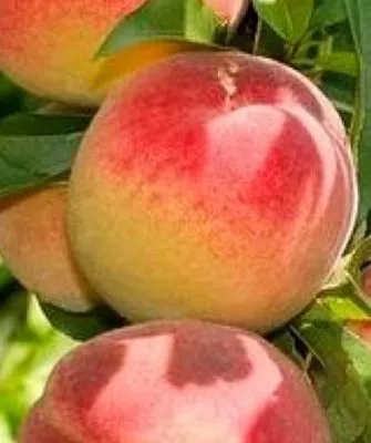 персик Воронежский