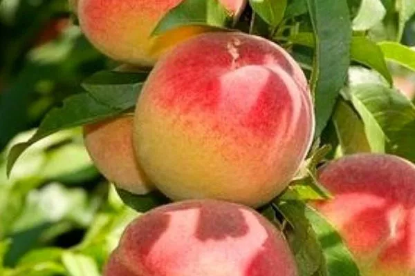 персик Воронежский