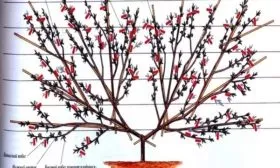 схема обрезки персика Воронежский