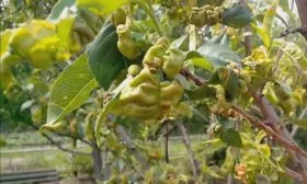 курчавость персика Воронежский