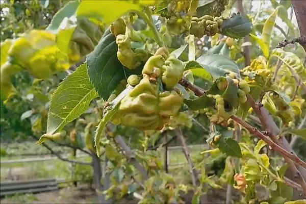 курчавость персика Воронежский