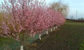 цветение персика Воронежского