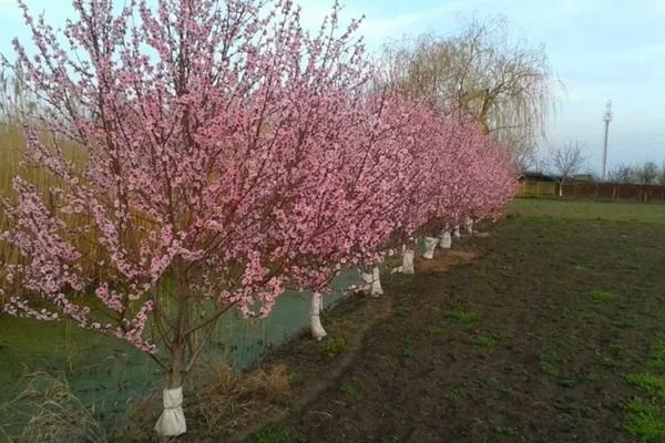 цветение персика Воронежского