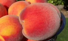 плоды сорта Воронежский кустовой