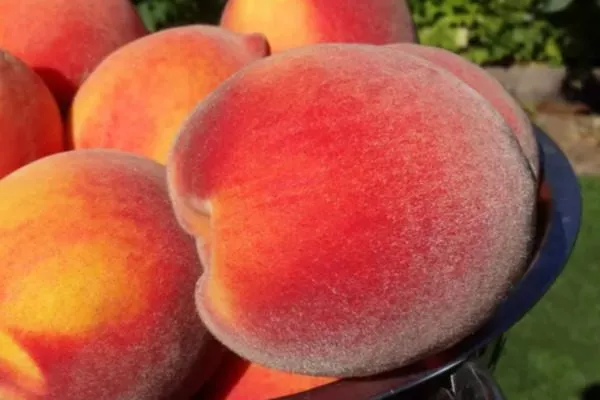 плоды сорта Воронежский кустовой