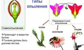 что такое самоопыление у персика Воронежский