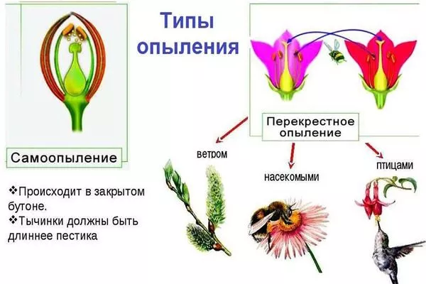 что такое самоопыление у персика Воронежский
