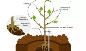 схема посадки персика Воронежский