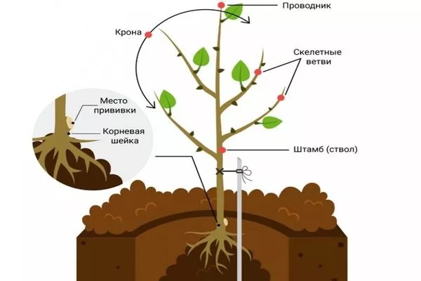 схема посадки персика Воронежский